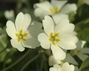 Ericales Collection: Primula vulgaris, primrose