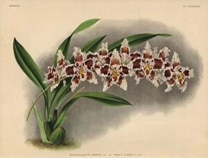 Iconography Gallery: Prince Albert variety of Odontoglossum crispum orchid