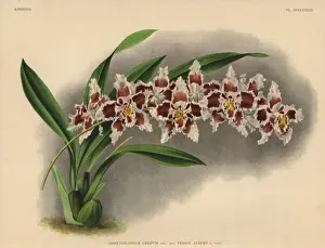 Hothouse Prints: Prince Albert variety of Odontoglossum crispum orchid