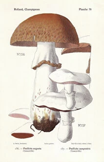 Fungus Collection: Prince mushroom and field mushroom