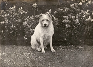 Stray Gallery: Prince of Wales (George V) and his missing dog
