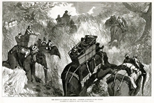Images Dated 23rd January 2017: Prince of Wales in Nepal Terai, shooting bears 1876