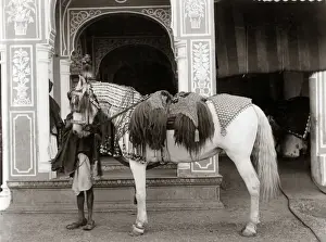 Saddlery Prints: Princes horse with ornate saddlery, Indi, circa 1890