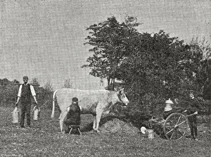 Princess Alice Orphanage, Sutton Coldfield - Milking Time
