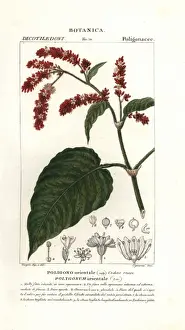 Princess feather plant, Persicaria orientalis