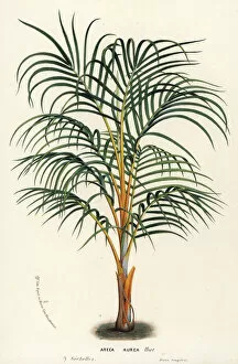Princess palm, Dictyosperma album var. aureum