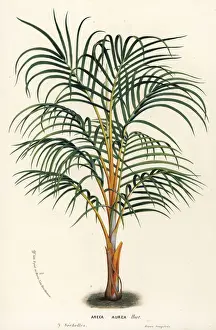 Aurea Prints: Princess palm, Dictyosperma album var. aureum