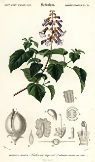 Princess tree, empress tree or foxglove-tree, Paulownia tomentos