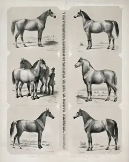 The Principal breeds of horses in use in North America Dedic