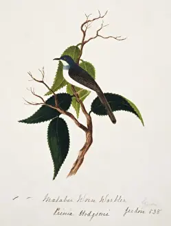 Cisticolidae Prints: Prinia hodgsonii, grey-breasted prinia