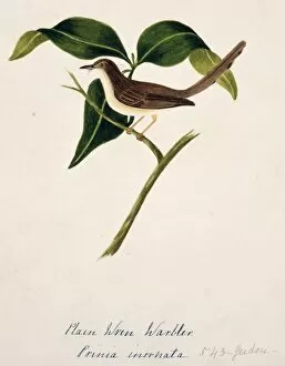Margaret Bushby La Cockburn Collection: Prinia inornata, plain prinia