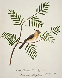Prinia socialis, ashy prinia