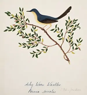 Cisticolidae Prints: Prinia socialis, ashy prinia