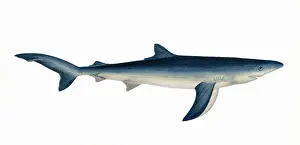 Shark Prints: Prionace glauca, or blue shark