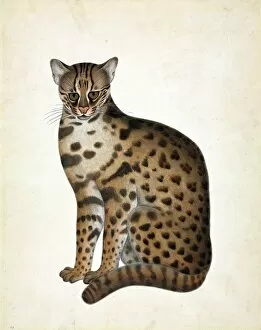 Carnivora Collection: Prionailurus bengalensis, Leopard cat