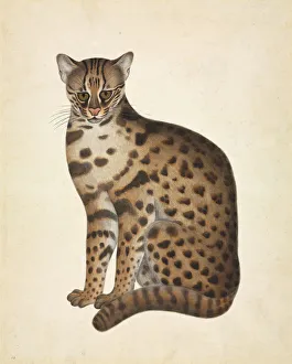 Carnivora Collection: Prionailurus bengalensis, Leopard cat