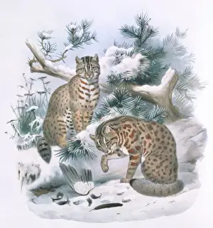 Prionailurus euptilura, Amur leopard cat