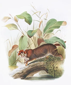 Headed Collection: Prionailurus planiceps, flat-headed cat