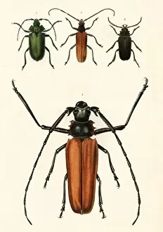 Images Dated 6th October 2011: Prioninae, or long-horned beetles