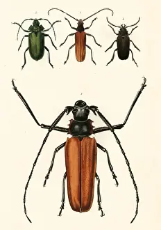 Horned Prints: Prioninae, or long-horned beetles