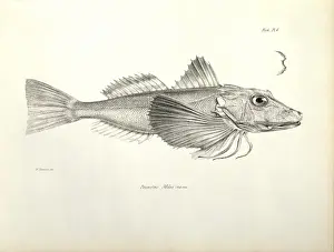 Gurnard Prints: Prionotus miles, Galapagos gurnard
