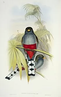 Elizabeth Gould Gallery: Priotelus roseigaster, Hispaniolan trogon