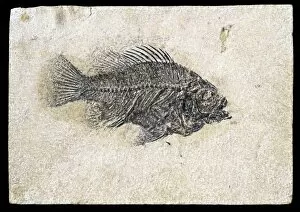 Spine Gallery: Priscacara clivosa, fossil fish
