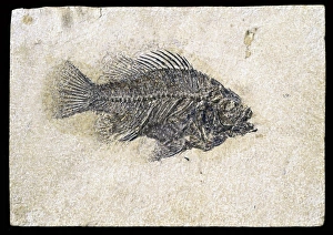North America Gallery: Priscacara clivosa, fossil fish