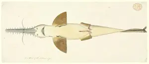 Pristiophorus cirratus, long nose sawshark