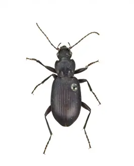 Coleoptera Prints: Pristonychus complanatus, black ground beetle