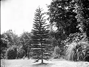 Azores Prints: Private garden, St. Michael, Azores 1873