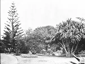 Private garden, St. Michael, Azores 1873