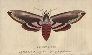 Privet hawk moth, Sphinx ligustri