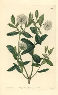 Botanicalillustration Prints: Privet-leaved pimelea or tall rice flower