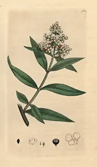 Vulgare Prints: Privet, Ligustrum vulgare