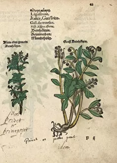 Privet species, Ligustrum vulgare