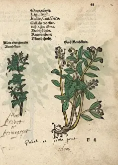 Vulgare Prints: Privet species, Ligustrum vulgare