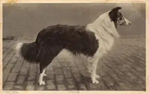Prize Collie Dog