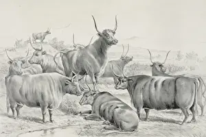 A prize herd