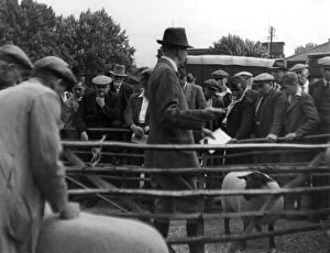 Images Dated 19th September 2011: Prize Sheep Sale