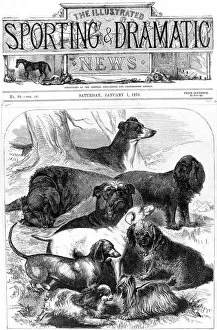 Images Dated 15th February 2005: Prize Winning Dogs at the Alexandra Palace Show, 1876
