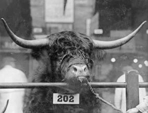 Victor Collection: Prizewinning bull at the Smithfield Show