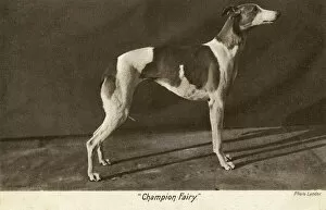 Pedigree Gallery: Prizewinning greyhound, Champion Fairy
