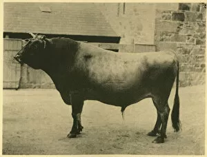 Bulls Collection: Prizewinning Jersey bull