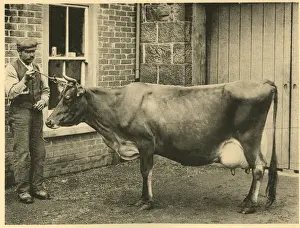 Cows Prints: Prizewinning Jersey cow