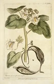 Proboscidea Prints: Proboscides louisianica (Miller), unicorn plant