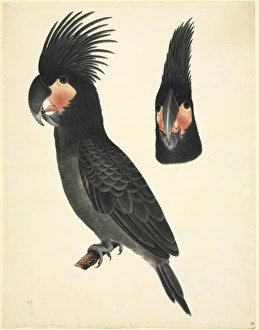 Probosciger aterrimus, palm cockatoo