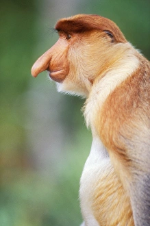Monkey Gallery: Proboscis / Long-nosed MONKEY