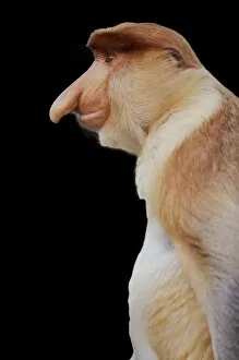 Monkey Gallery: Proboscis / Long-nosed MONKEY - side view of face