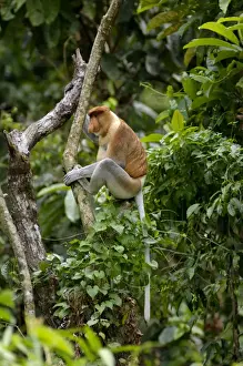 Habitats Prints: Proboscis monkey - adult male waking up, waiting